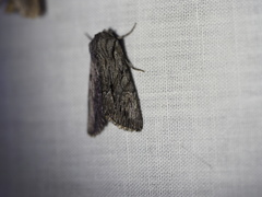 Fishia yosemitae