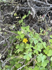 Oxalis pilosa