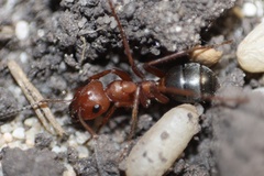 Formica sanguinea