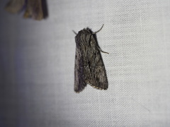 Fishia yosemitae