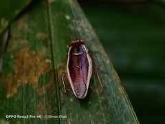 Pseudophyllodromia laticeps