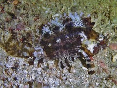 Centrogenys vaigiensis