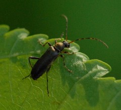 Grammoptera ruficornis