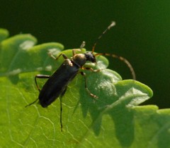 Grammoptera ruficornis
