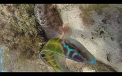 Holothuria mammata