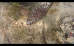 Holothuria mammata