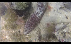 Holothuria mammata