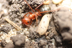 Formica sanguinea