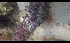 Holothuria mammata