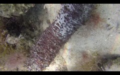 Holothuria mammata