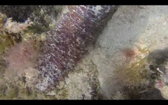 Holothuria mammata