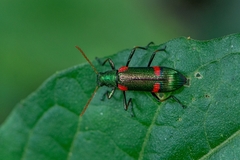 Strongylium humerale