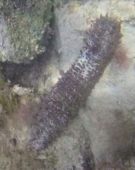Holothuria mammata