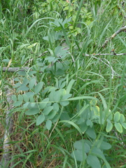 Lathyrus pauciflorus utahensis