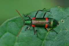 Strongylium humerale