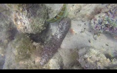 Holothuria mammata