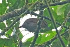 Thamnistes anabatinus