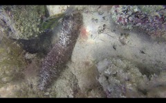 Holothuria mammata