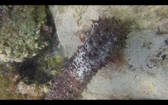 Holothuria mammata