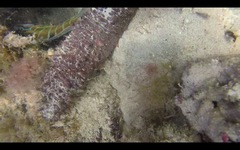 Holothuria mammata