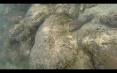 Holothuria mammata