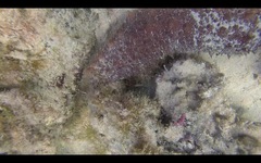 Holothuria mammata