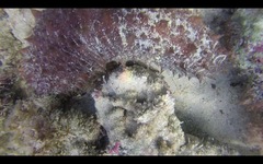 Holothuria mammata