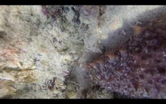 Holothuria mammata