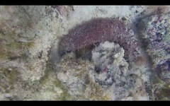 Holothuria mammata
