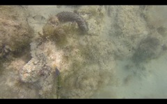 Holothuria mammata