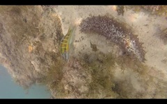 Holothuria mammata