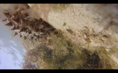 Holothuria mammata