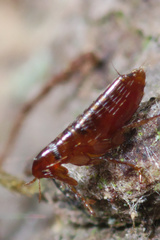 Ceratophyllidae