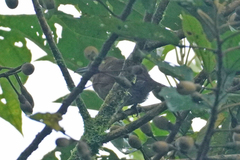 Thamnistes anabatinus