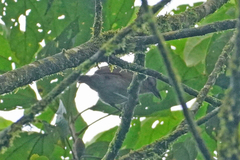 Thamnistes anabatinus