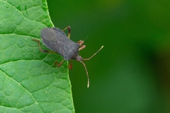 Anasa apicalis