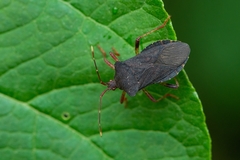 Anasa apicalis