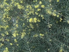 Acacia mucronata
