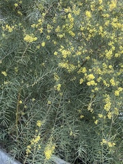 Acacia mucronata