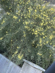 Acacia mucronata