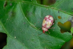Asphaera communis