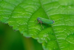 Versigonalia vermiculata