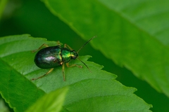 Colaspis laeta