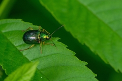 Colaspis laeta