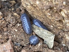 Venezillo stuckchensis