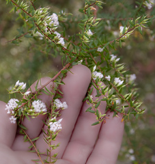 Styphelia pendula