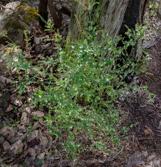 Styphelia pendula