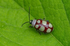 Omophoita sexnotata