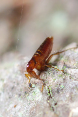 Ceratophyllidae