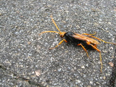 Cryptocheilus australis